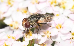 Miltogramma punctata