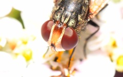 Miltogramma punctata