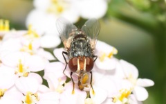 Miltogramma punctata