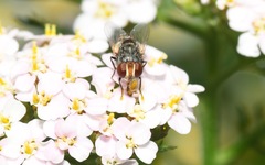 Miltogramma punctata