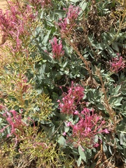 Centranthus battandieri image