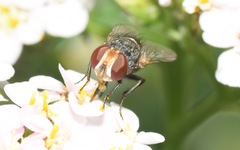 Miltogramma punctata