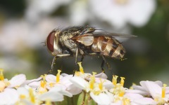 Miltogramma punctata