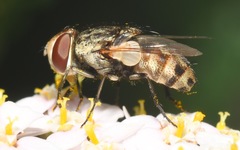 Miltogramma punctata