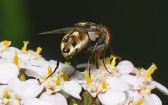 Miltogramma punctata