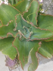 Gibbiflorae