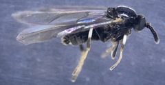 Colobostema varicorne