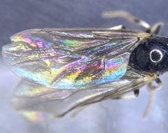 Colobostema varicorne