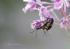 Pedostrangalia pubescens