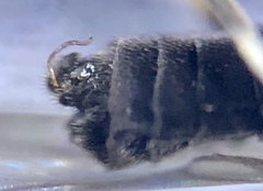 Colobostema varicorne