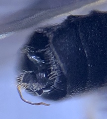 Colobostema varicorne