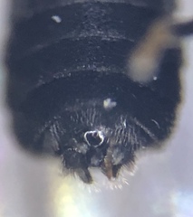 Colobostema varicorne