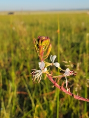 Oenothera coloradensis