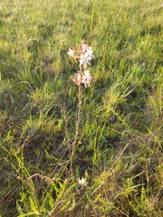 Oenothera coloradensis