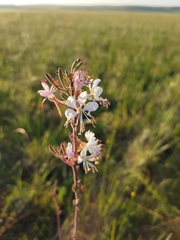 Oenothera coloradensis