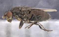 Leptocera