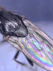 Leptocera