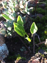 Oxalis monophylla monophylla