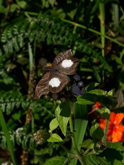 Theagenes albiplaga