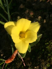 Moraea galaxia