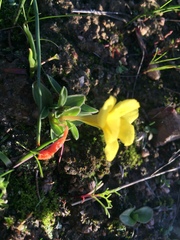 Moraea galaxia