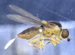 Chlorops