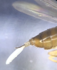 Chlorops