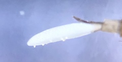 Chlorops