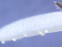 Chlorops