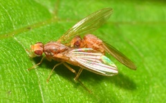 Scaptomyza flava