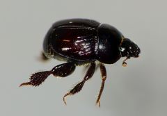 Reichardtia pedatrix