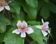 Bignonia potosina