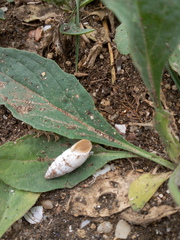 Brephulopsis