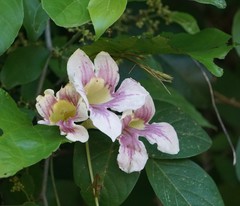 Bignonia potosina