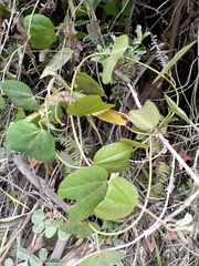 Passiflora alnifolia