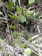 Passiflora alnifolia