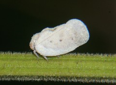Metcalfa