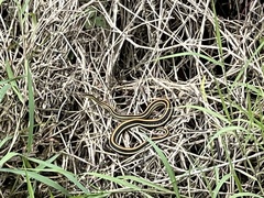 Thamnophis proximus