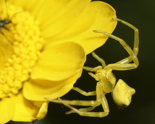 Heather crab spider