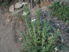 Eucephalus paucicapitatus