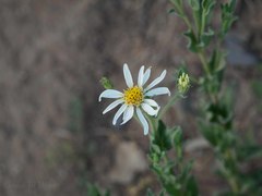 Eucephalus paucicapitatus