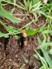 Hypocreodendron sanguineum