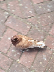Columba livia domestica