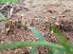 Hypocreodendron sanguineum