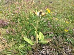 Tephroseris integrifolia maritima