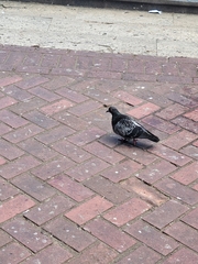Columba livia domestica