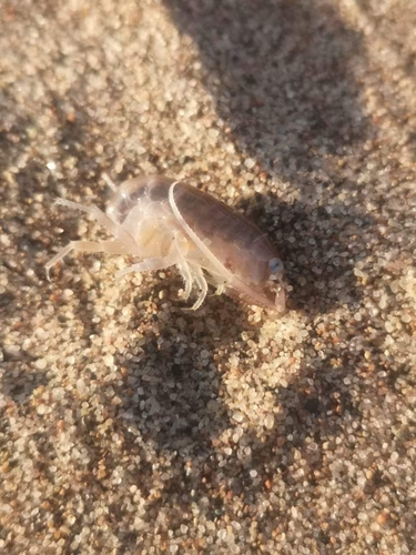 Talitridae image