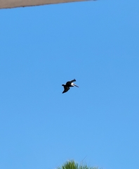 Pelecanus occidentalis