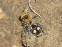 Dasymutilla munifica