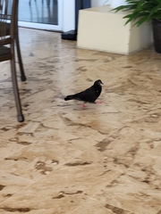 Columba livia domestica